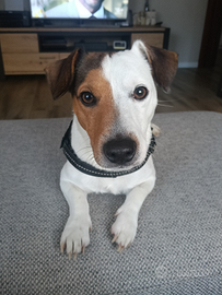 Femmina jack Russel