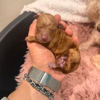 Disponibili cuccioli di Barboncino Nano