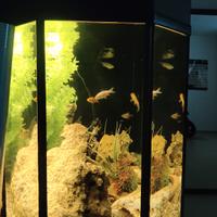 acquario 300l