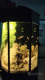 acquario 300l