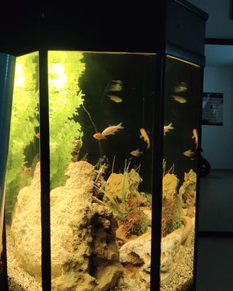 acquario 300l