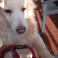 Una famiglia che ami il mio thomas