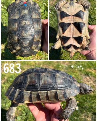 Maschio Testudo marginata sarda tartaruga terra