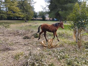 Puledra cavallo pre