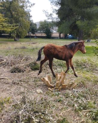 Puledra cavallo pre