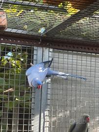 Parrocchetto opalino