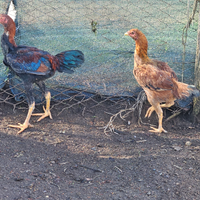 Coppia galline combattente malese