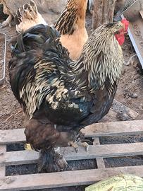 Gallo brahma