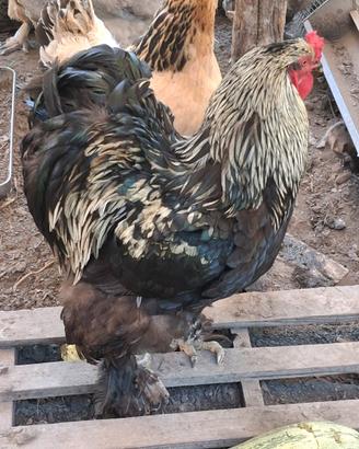 Gallo brahma