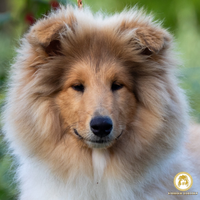 Cuccioli di Pastore Scozzese a Pelo Lungo