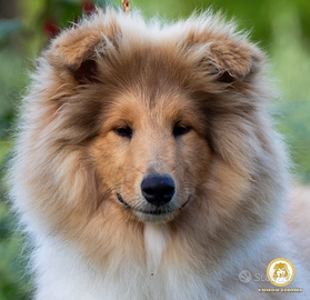 Cuccioli di Pastore Scozzese a Pelo Lungo