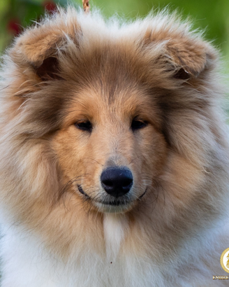 Cuccioli di Pastore Scozzese a Pelo Lungo