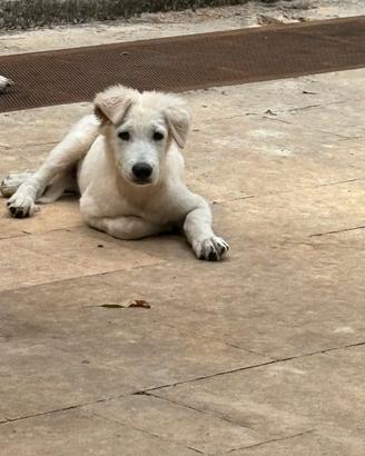 Stupendo cucciolo taglia grande