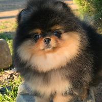 Volpini spitz pomerania toy