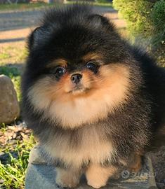 Volpini spitz pomerania toy