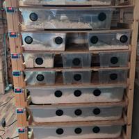 Rack serpenti