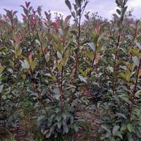 piante di photinia Red Robin h150