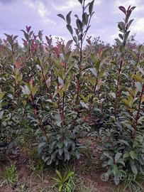 piante di photinia Red Robin h150