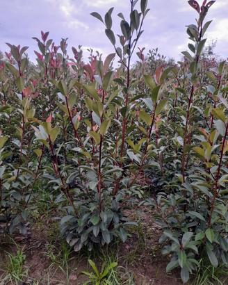 piante di photinia Red Robin h150