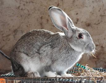 Conigli nostrani da carne e riproduzione