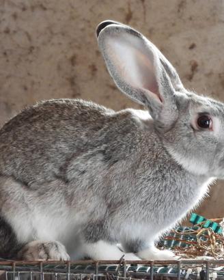 Conigli nostrani da carne e riproduzione