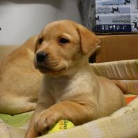 Labrador con pedigree