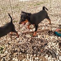 Cuccioli di Pinscher Nano