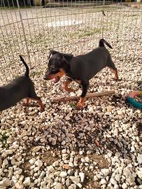 Cuccioli di Pinscher Nano