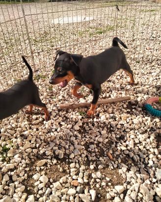 Cuccioli di Pinscher Nano