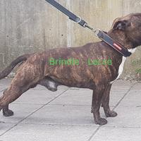 Staffordshire bull terrier maschio per cucciolata