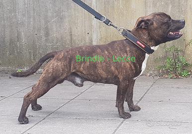 Staffordshire bull terrier maschio per cucciolata