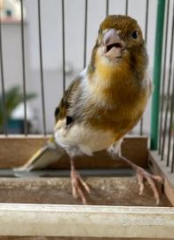 Canarino Arlecchino Portoghese