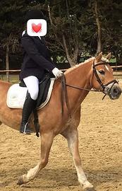 Cavalla haflinger