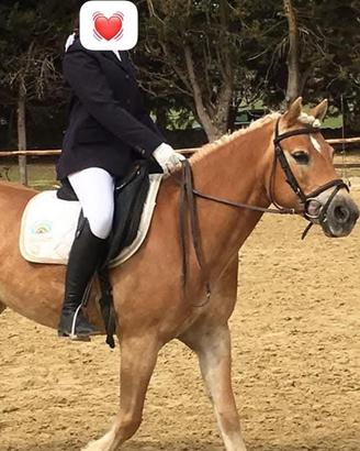 Cavalla haflinger