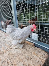 Gallo cocincina nana grigio perla