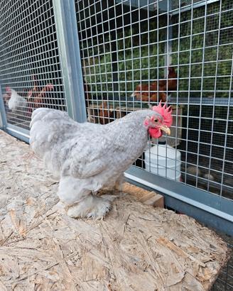 Gallo cocincina nana grigio perla
