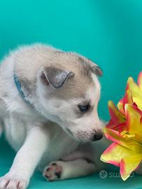 Cuccioli Siberian Husky