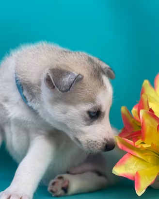 Cuccioli Siberian Husky
