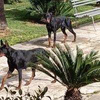 Cuccioli dobermann