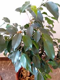 ficus benjamin 