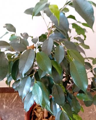 ficus benjamin 