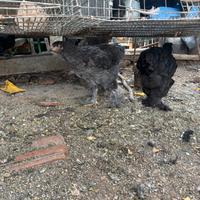 Galline brhama e non solo