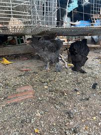 Galline brhama e non solo