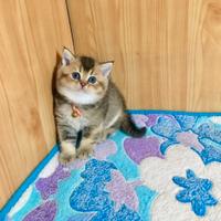 Cuccioli di british golden