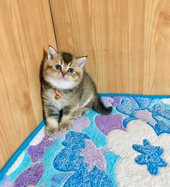 Cuccioli di british golden