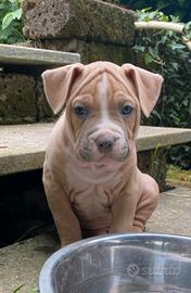 Cuccioli amstaff blu pedigree