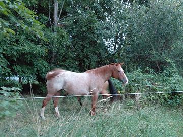 cavalla appaloosa 