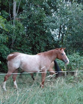 cavalla appaloosa 