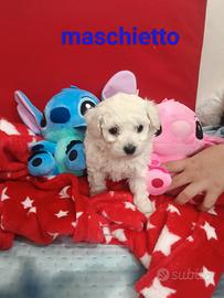 Barbancino Toy maschio