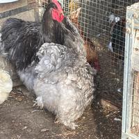 Galline cocincina gigante